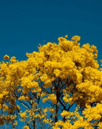yellow-leaf-tree-under-blue-sky-during-daytime.jpg yellow leaf tree under blue sky during daytime