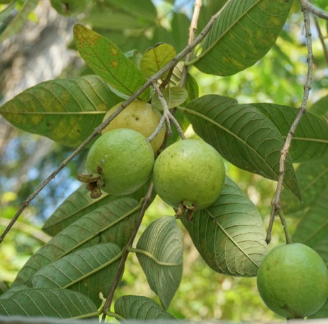 a-bunch-of-green-fruit-hanging-from-a-tree.jpg a bunch of green fruit hanging from a tree