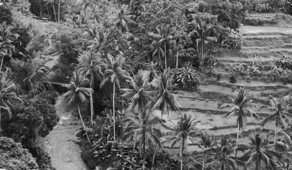tropical-landscape-with-palm-trees-and-terraced-fields-.jpg Tropical landscape with palm trees and terraced fields.